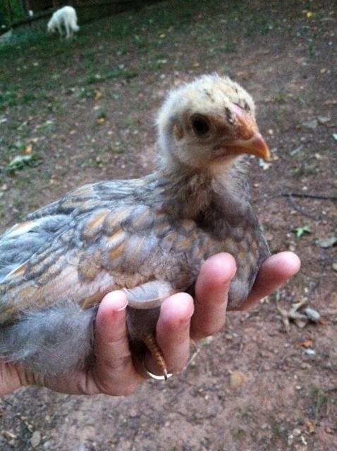 57425_splash_chick.jpg