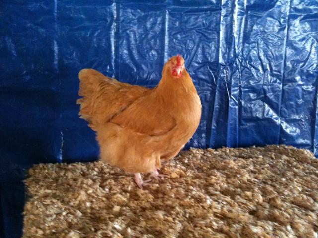 57451_chicken.jpg