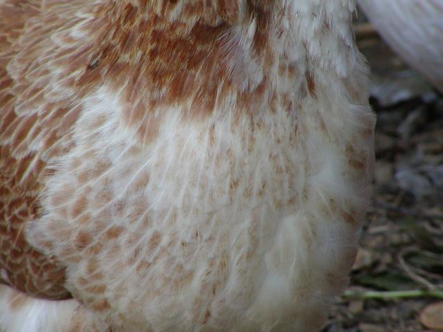 57451_p1010150.jpg