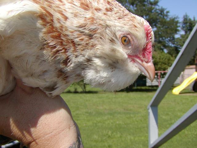 57451_p1010153.jpg