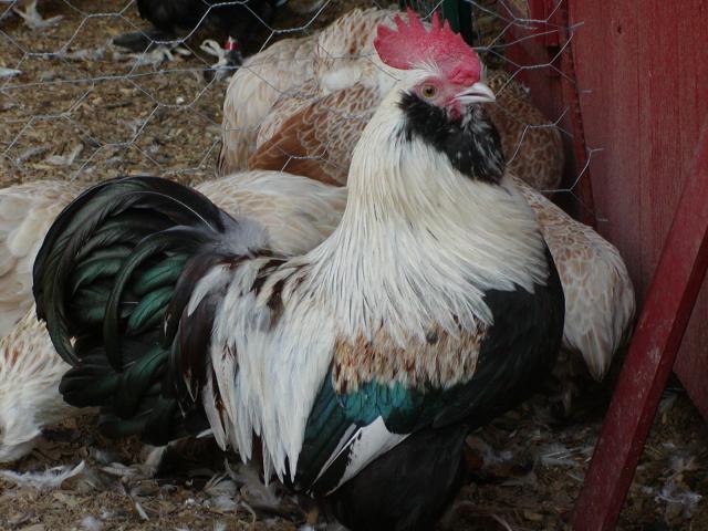 57451_rooster.jpg