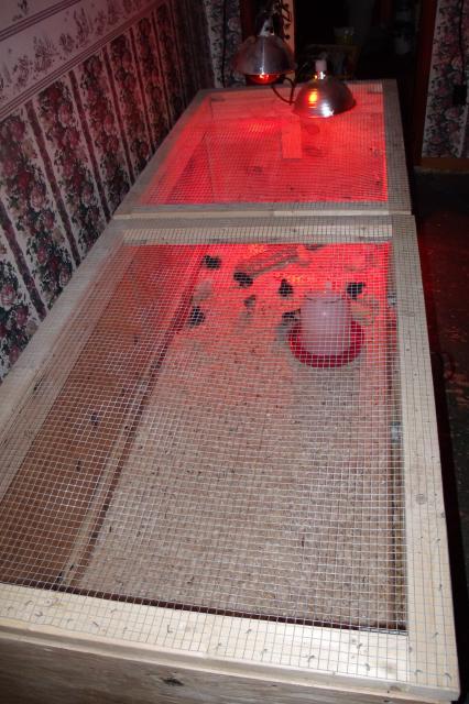 57454_brooder_010.jpg