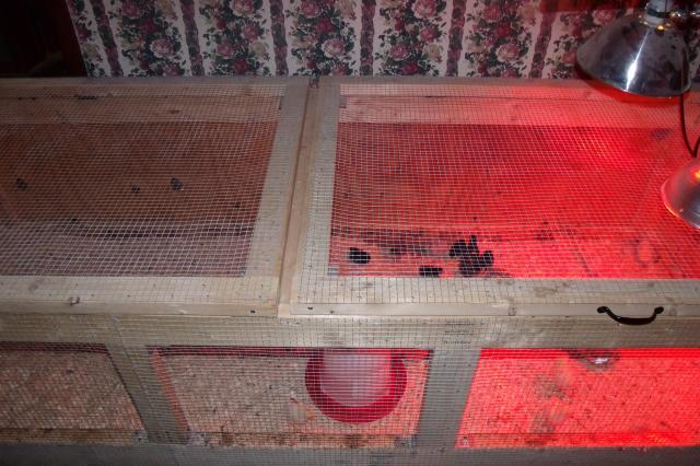 57454_brooder_015.jpg