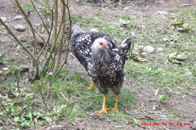 57454_cochinsbantams2011_027.jpg