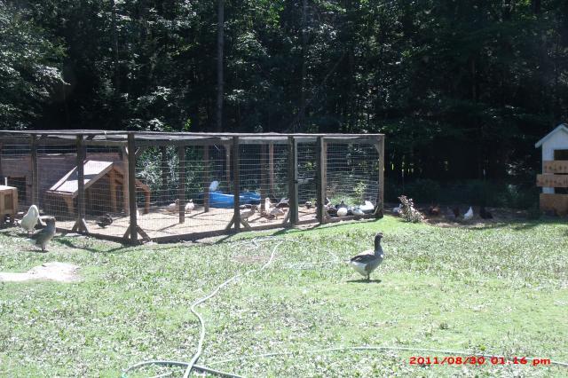 57454_duckrun_017.jpg