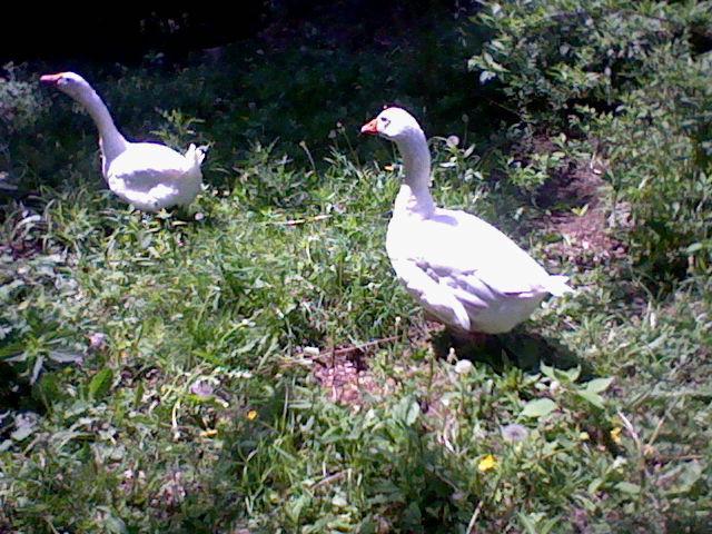 57454_geese_002.jpg