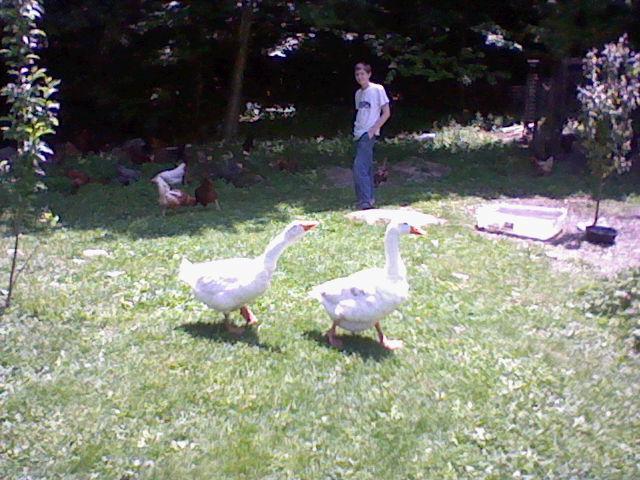 57454_geese_006.jpg