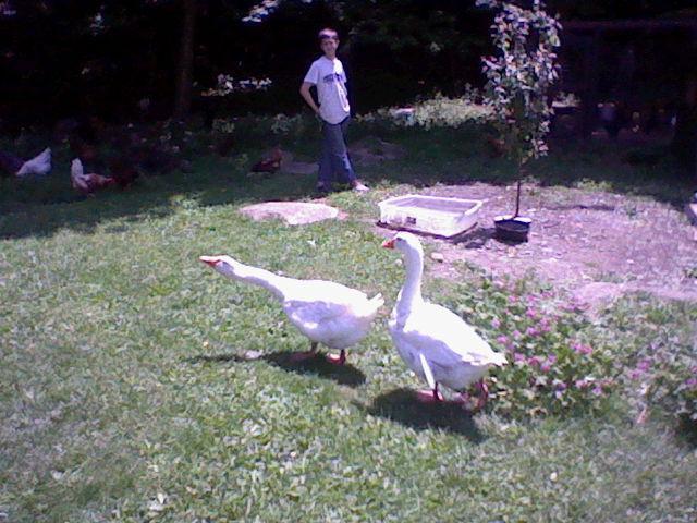 57454_geese_007.jpg