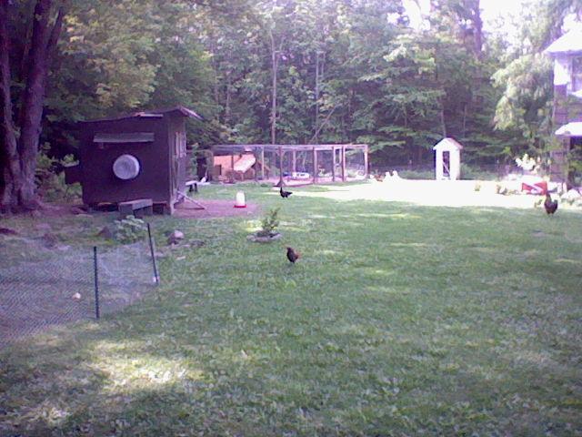 57454_lawn_and_birds_007.jpg