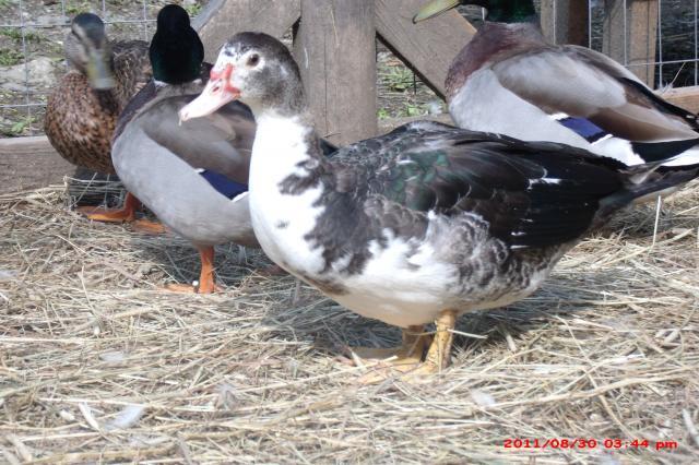 57454_scoviesbirds_006.jpg