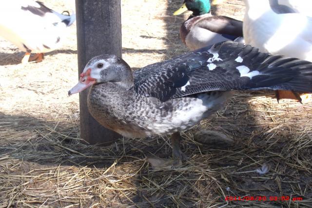 57454_scoviesbirds_027.jpg