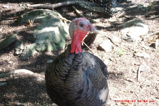 57454_scoviesbirds_034.jpg