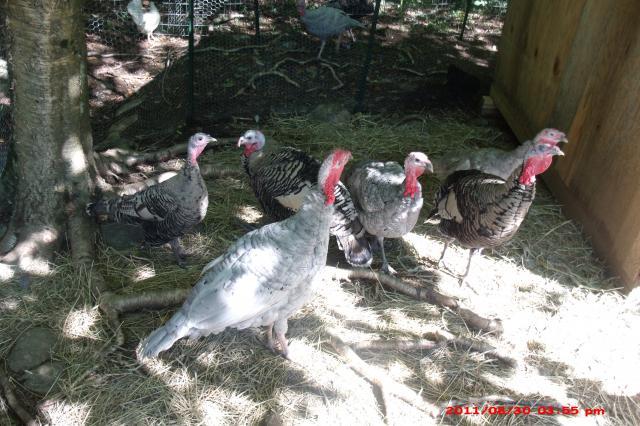 57454_scoviesbirds_036.jpg