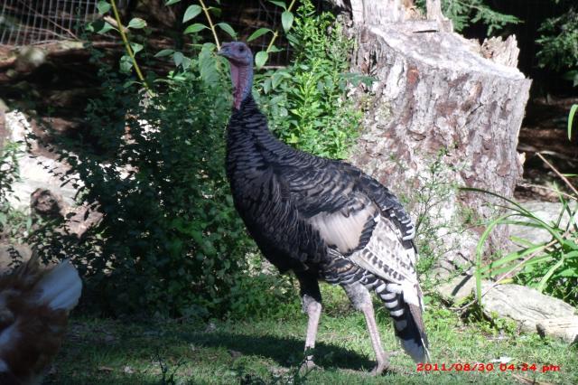 57454_scoviesbirds_078.jpg