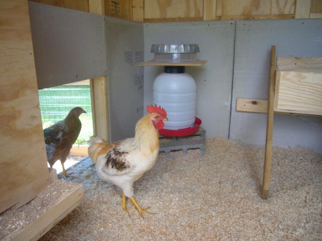 57488_chickens_002.jpg