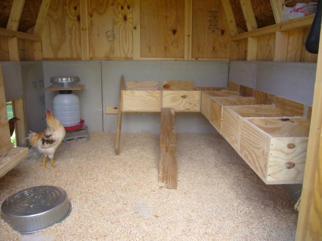 57488_chickens_003.jpg