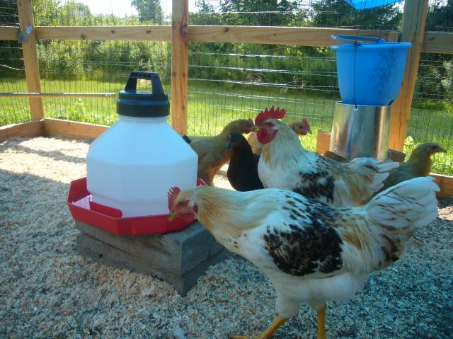 57488_chickens_011.jpg