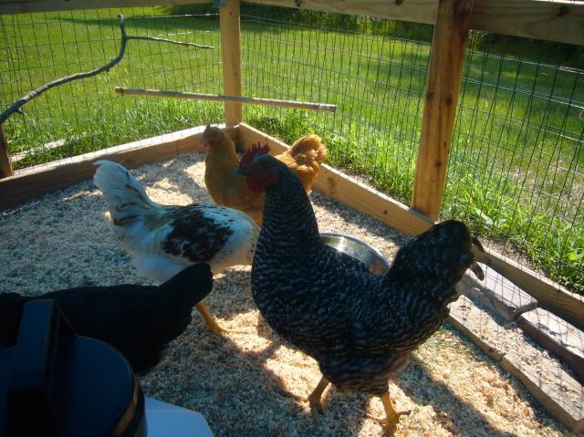 57488_chickens_013.jpg