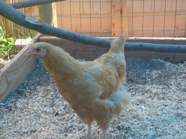 57488_chickens_020.jpg