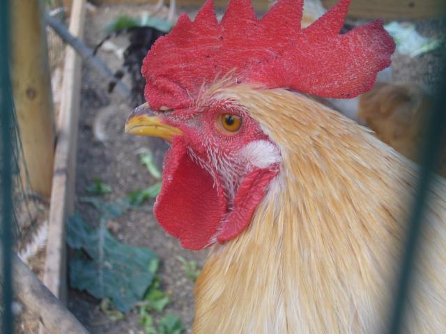 57488_chickens_2_002.jpg