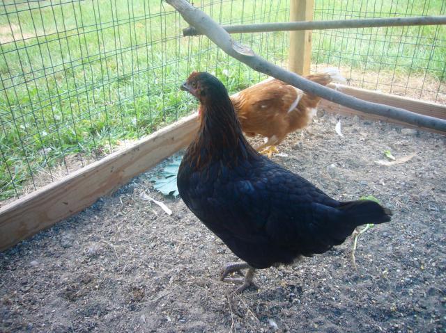 57488_chickens_2_005.jpg