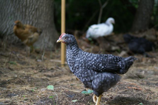 57495_chickens_632010_004.jpg