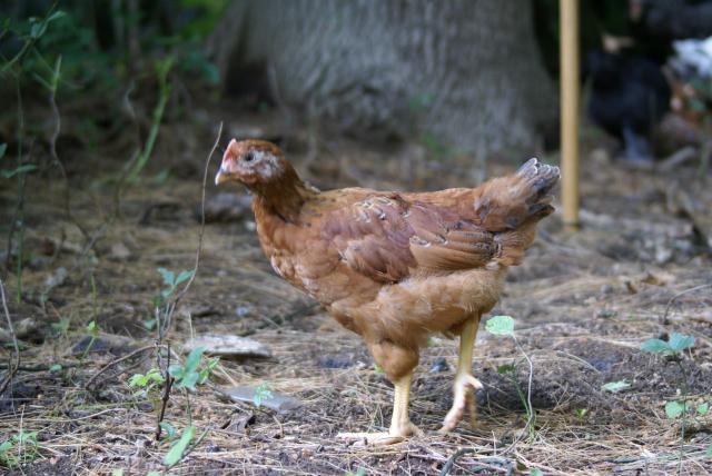 57495_chickens_632010_007.jpg