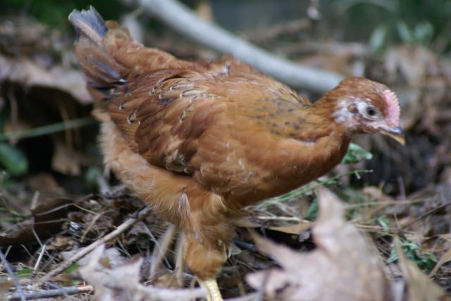 57495_chickens_632010_009.jpg