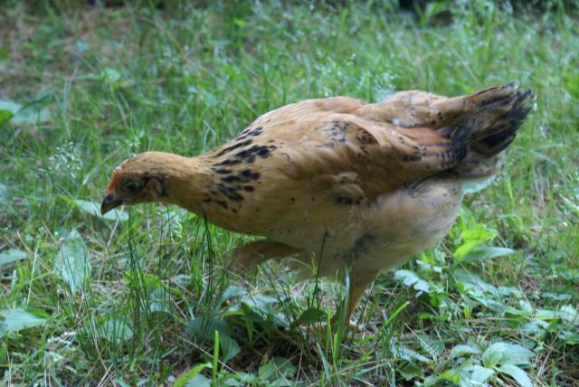 57495_chickens_632010_032.jpg