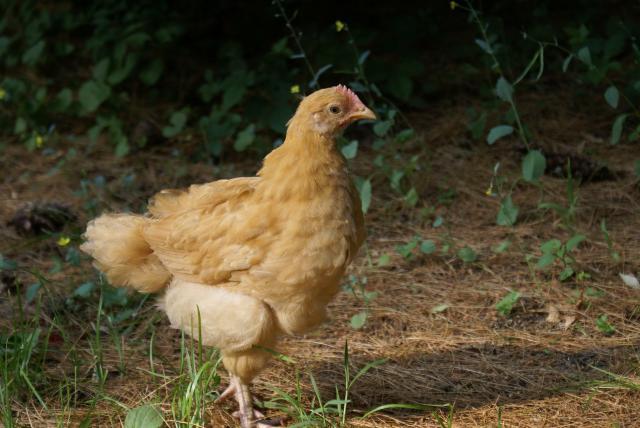 57495_chickens_632010_045.jpg