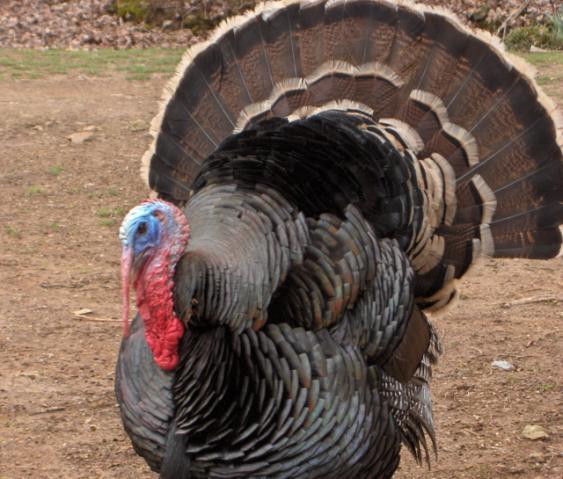 57544_oletomgobbler.jpg