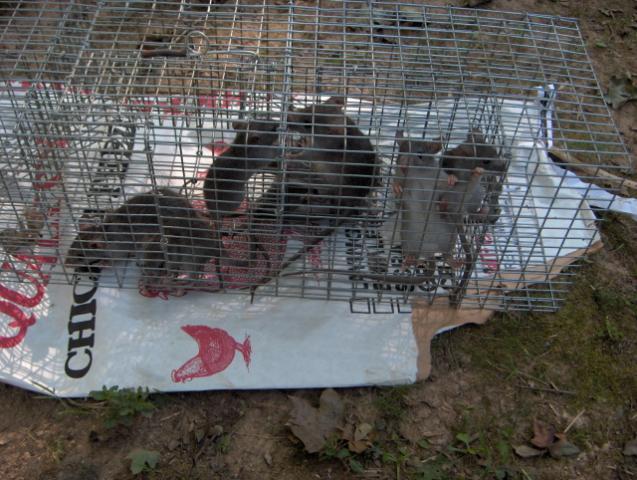 57544_rattrap.jpg