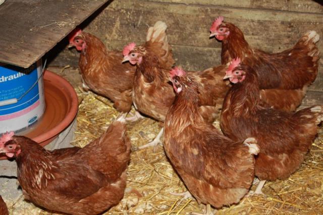 57556_chickens_005.jpg