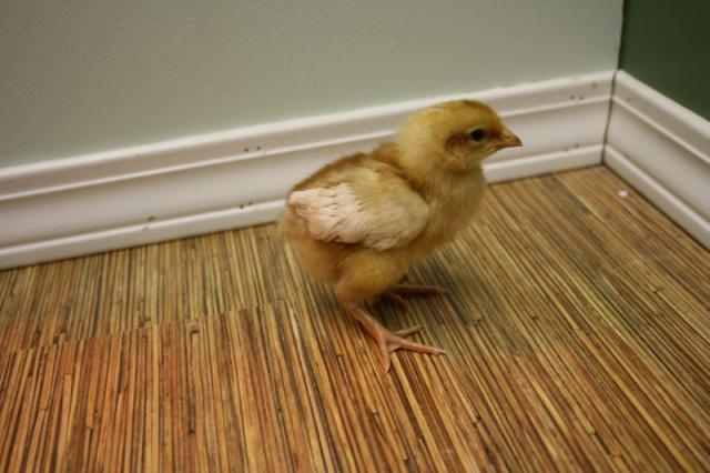 57556_hatch1_005.jpg