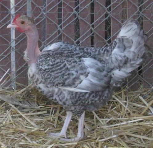 5756_barredhen.jpg