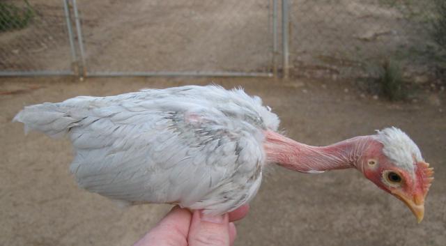 5756_lavcockerel.jpg