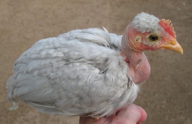 5756_lavcuckoo.jpg