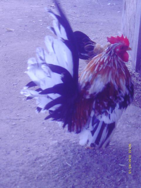 57622_022.jpg