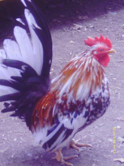 57622_037.jpg