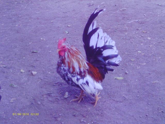 57622_040.jpg