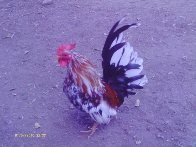57622_041.jpg