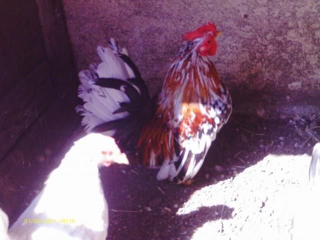 57622_07070.jpg