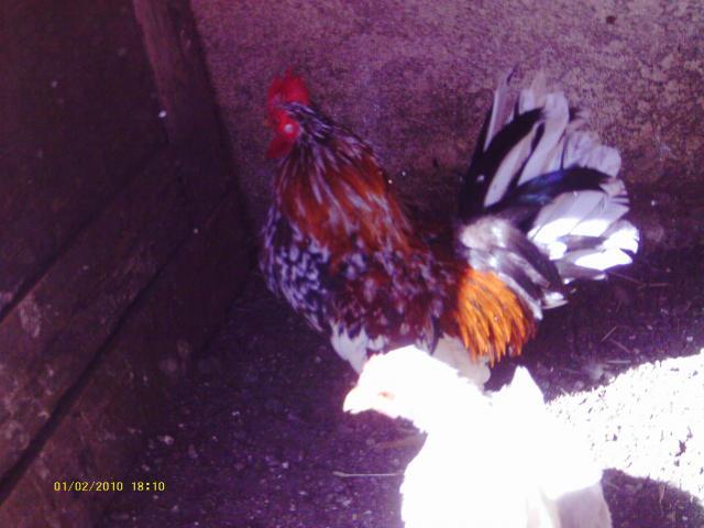 57622_0870t60.jpg