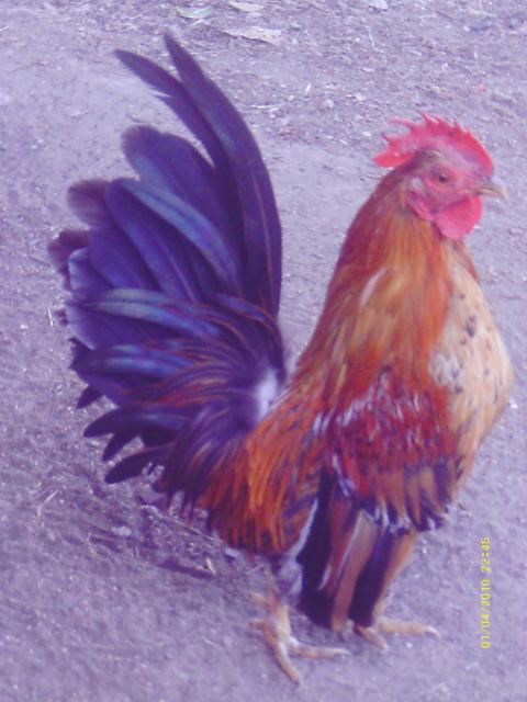 57622_096.jpg