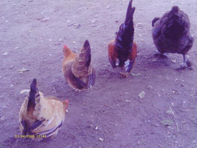 57622_kgkg.jpg