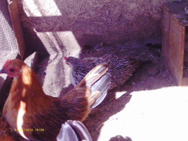 57622_o780978to.jpg