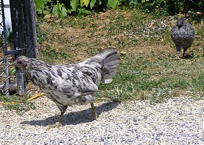 57648_jsw_dscn4117_edited.jpg
