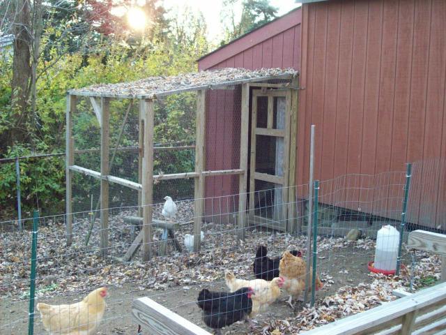 5764_chicken_coop_004.jpg