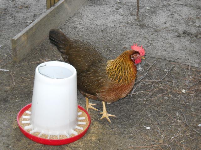 57678_dscn0421.jpg