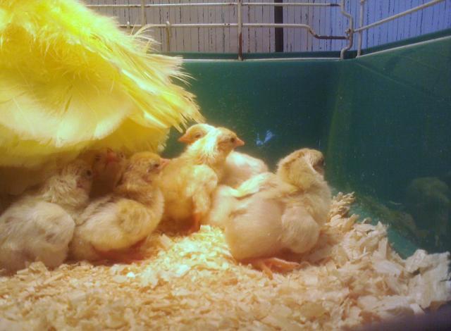 57681_ginger_red_chicks_less_than_24hrs_old.jpg